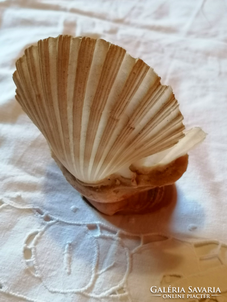 Régi stílusú, kagylóból készült Szűz Mária kegytárgy, zarándok emléktárgy