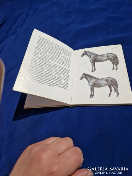 Horse diver pocket book 1986