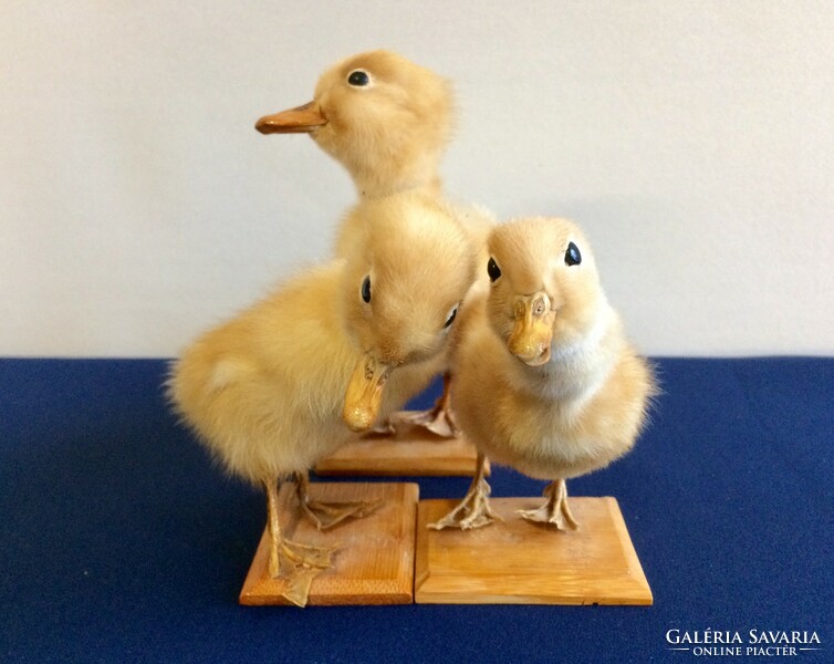 Old preparation taxidermy duckling (French)