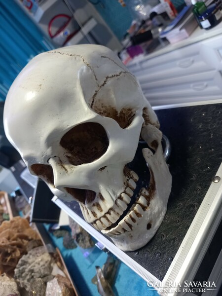 Realistic skull made of 1:1 artificial bone