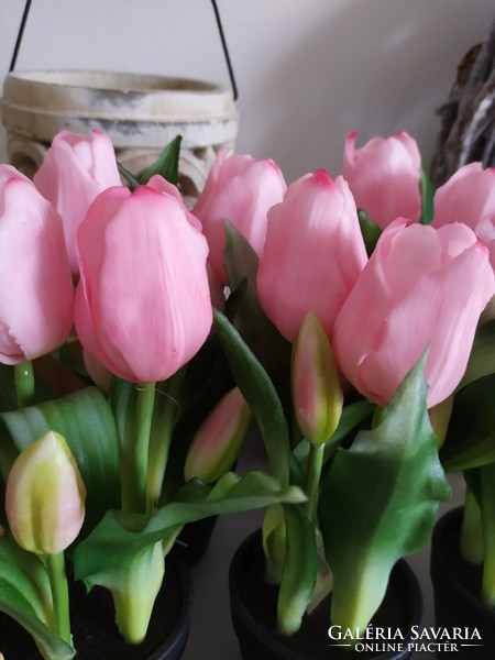 Tulips in pots forever