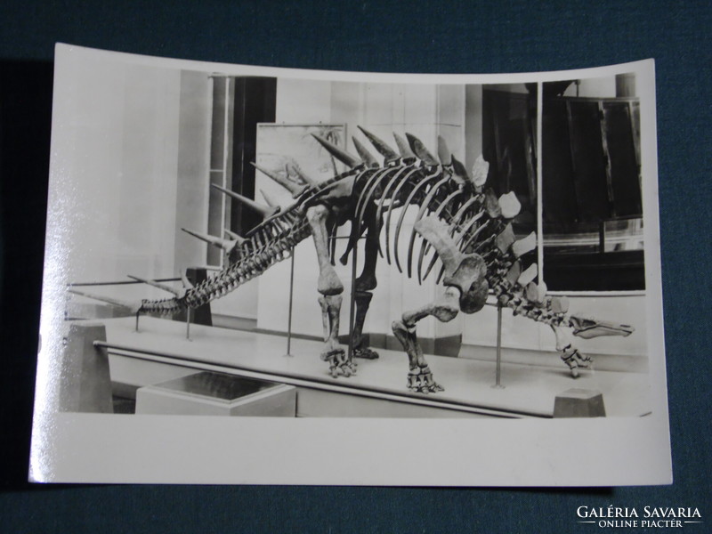 Postcard, Germany, Berlin, museum für naturkunde, museum of natural history, dinosaur bone