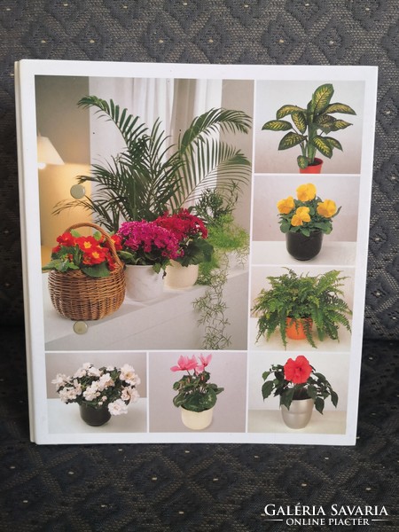 Indoor plants from a to z. Everything you need to know!