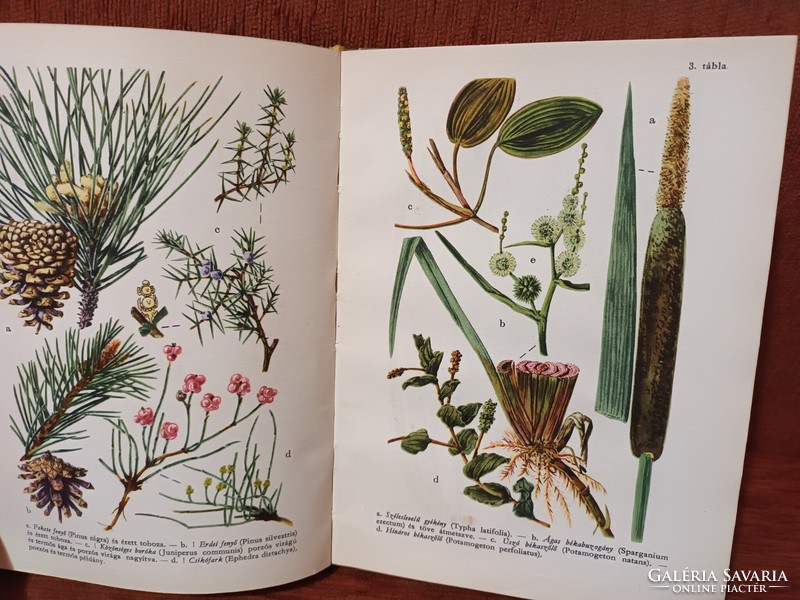 Sándor Jávorka – csapody vera: flowers of the forest and field - a colorful little atlas of the Hungarian flora