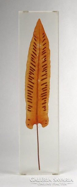 1N421 special spear-shaped pressed wood leaf in plexiglass 27.5 Cm