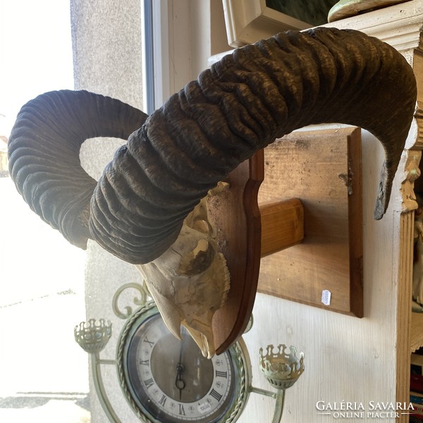 Mouflon trophy