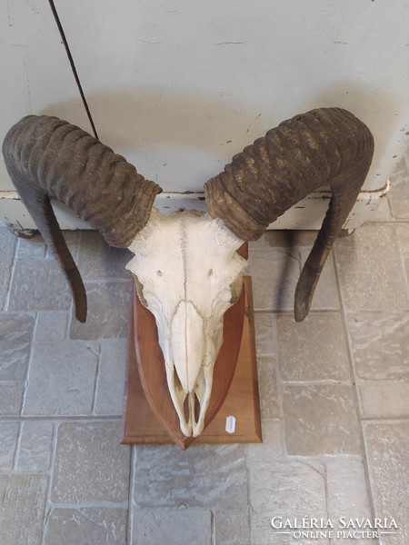 Mouflon trophy