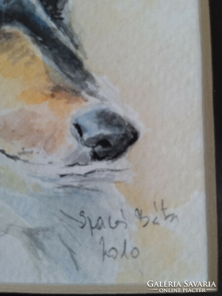 Skót juhász kutya akvarel arany keretben