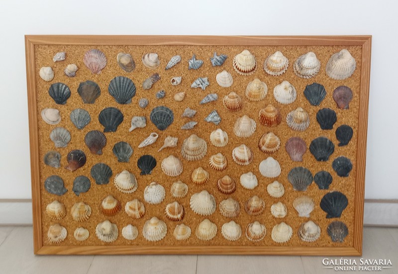 Shells and snail shells on a cork board