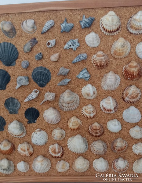 Shells and snail shells on a cork board