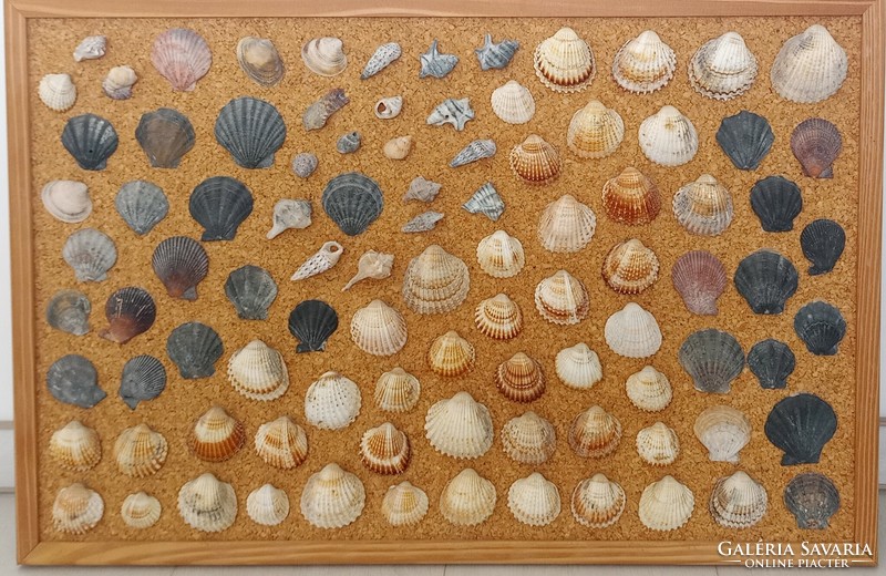 Shells and snail shells on a cork board