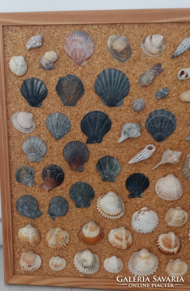 Shells and snail shells on a cork board