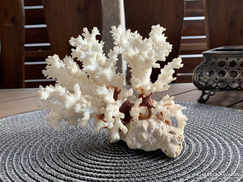 Beautiful petrified sea coral for bathroom decor or collection