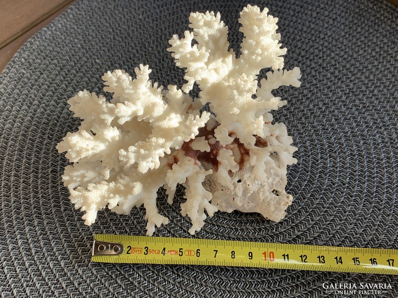 Gyönyörű megkövesedett tengeri korall fürdőszobai dekorációnak vagy gyűjteménybe