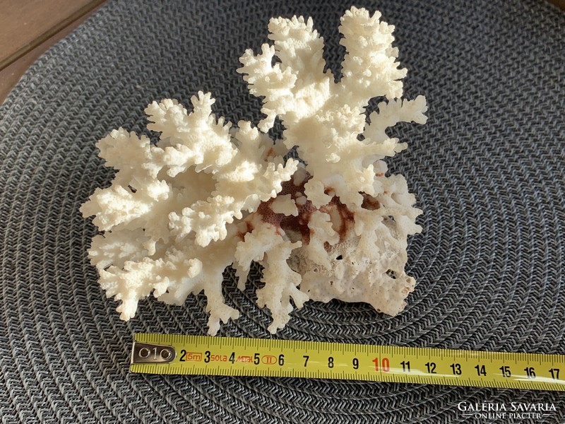 Beautiful petrified sea coral for bathroom decor or collection