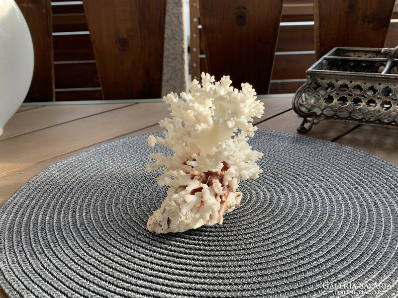 Beautiful petrified sea coral for bathroom decor or collection