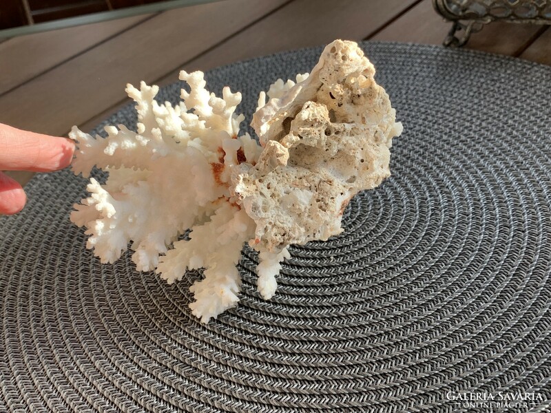 Beautiful petrified sea coral for bathroom decor or collection