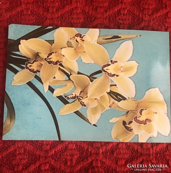 KÖNYVRITKASÁG!!! Yerecyan Ara: Orchideák lakásunkban című könyve