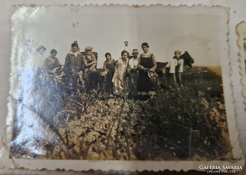 Four old photos of field work are for sale together