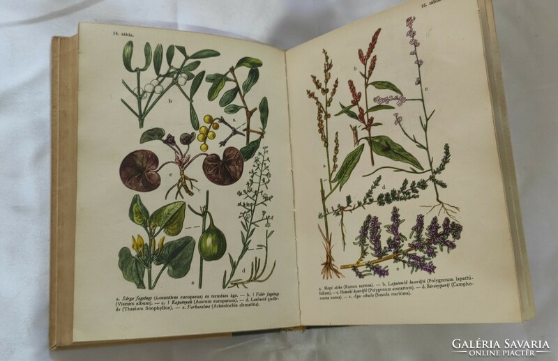 Jávorka sándor-csapody vera: flowers of a forest field. A colorful little atlas of the Hungarian flora.