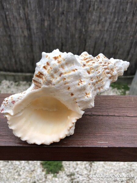 A large marine snail shell