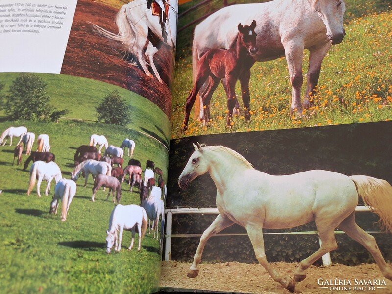 1000 horse breeds. Horse breeds of the world/horse keeping/riding. HUF 9,500