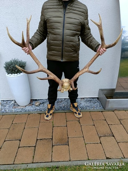 Huge deer antler trophy