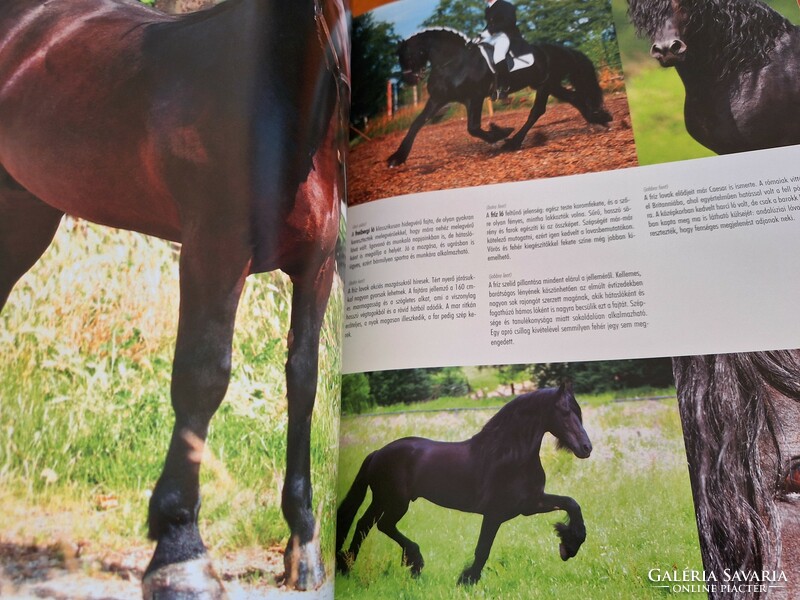 1000 horse breeds. Horse breeds of the world/horse keeping/riding. HUF 9,500