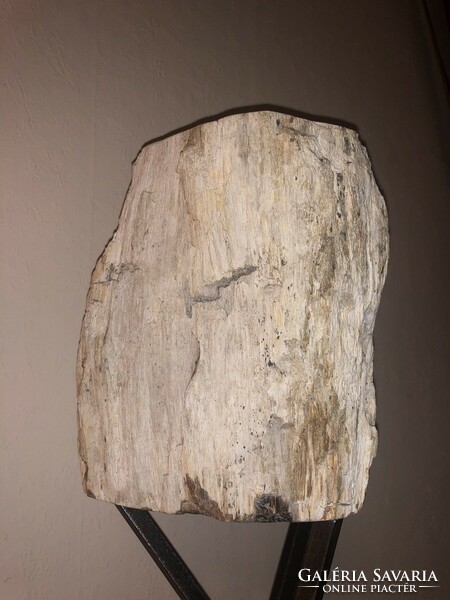 Petrified wood