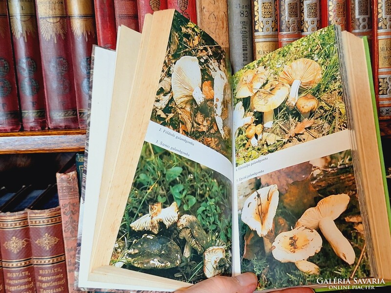 Mushroom !! Kalmár-makara-rimóczi: mushroom book -1989-natura -collectors!