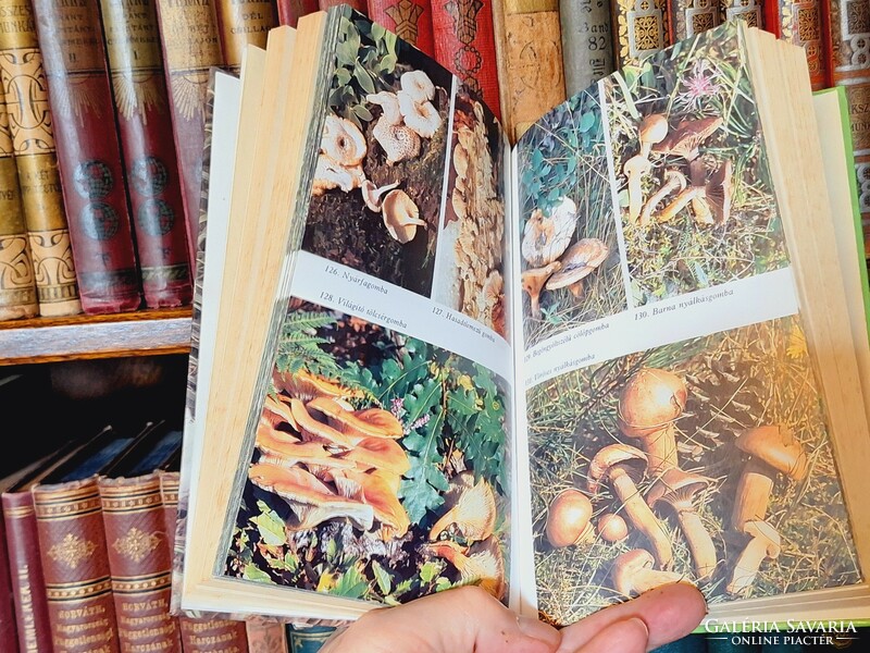 Mushroom !! Kalmár-makara-rimóczi: mushroom book -1989-natura -collectors!