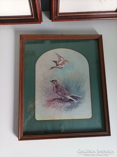 Larger (33 cm high) bird framed picture