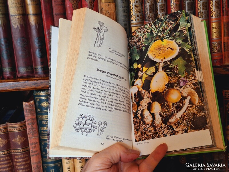 Mushroom !! Kalmár-makara-rimóczi: mushroom book -1989-natura -collectors!