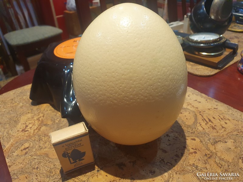 Real dinosaur egg in a special ostrich holder