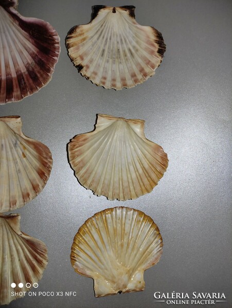 Tengeri shell kagyló 20 db darabáron