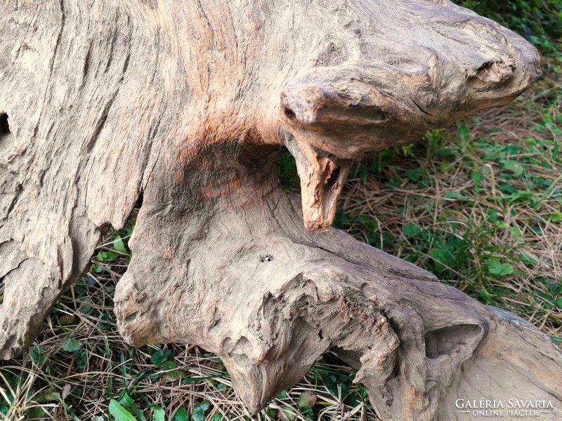 Rarity! Indian crocodile / wood carving.