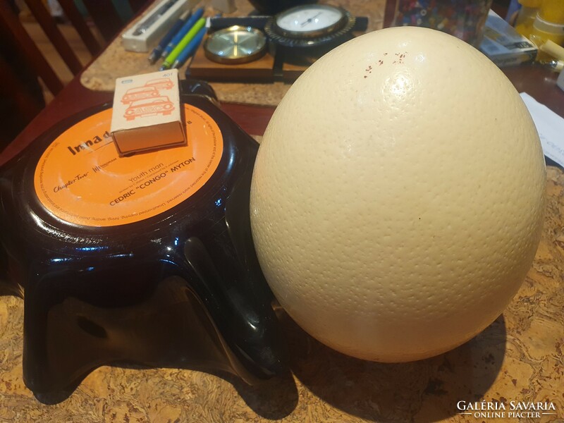 Real dinosaur egg in a special ostrich holder