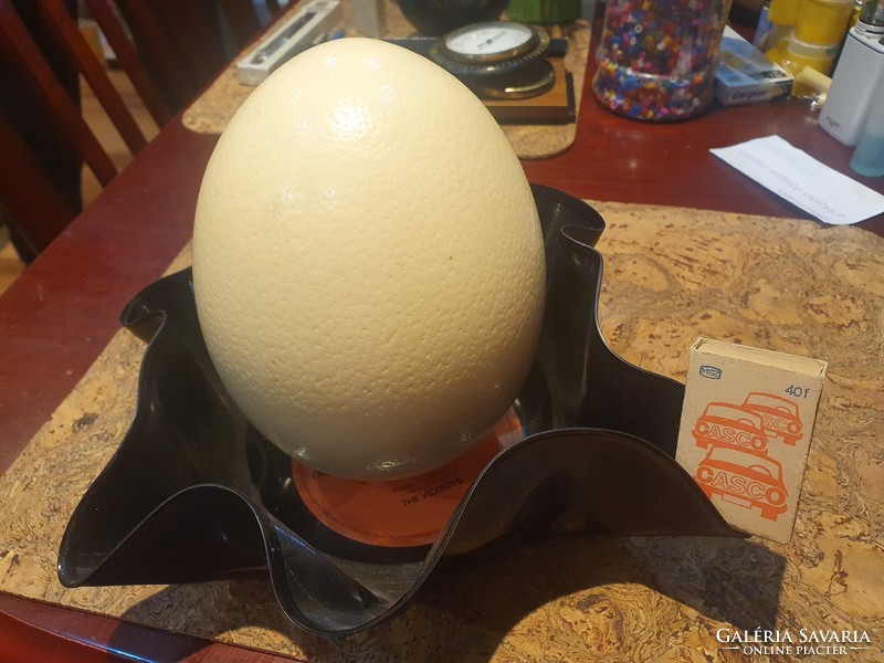 Real dinosaur egg in a special ostrich holder