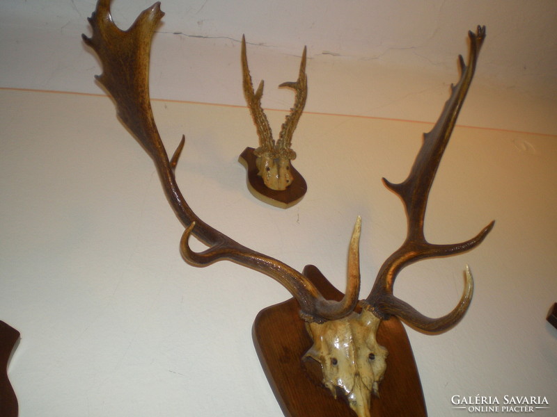 Fallow deer antlers, old and beautiful