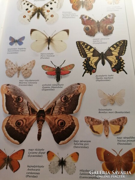 Butterflies of the World is the definitive book