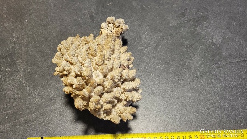 Marine coral i.