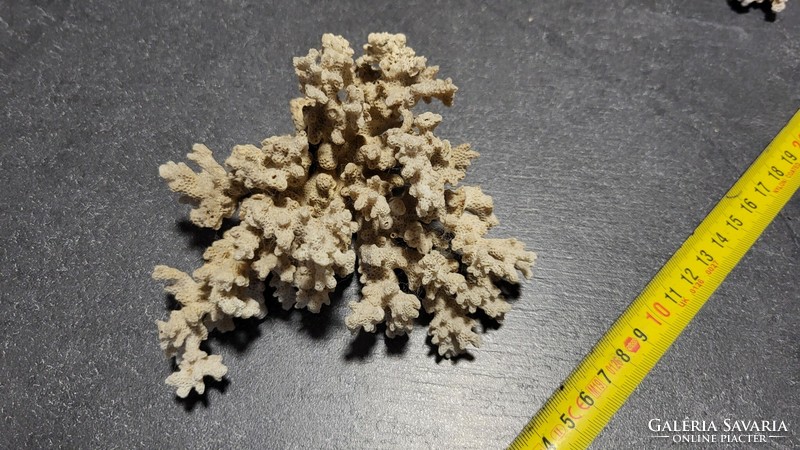 Marine coral iii.