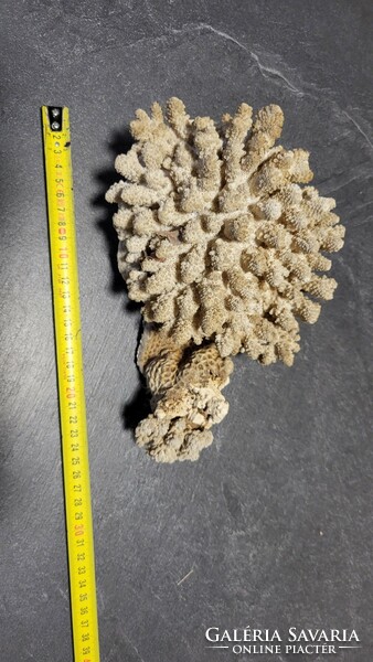 Marine coral i.