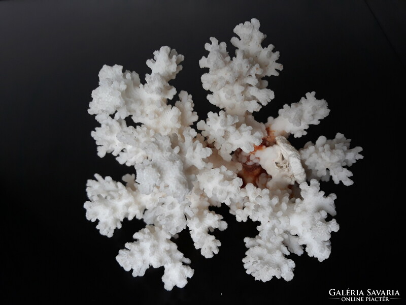 Beautiful white sea coral