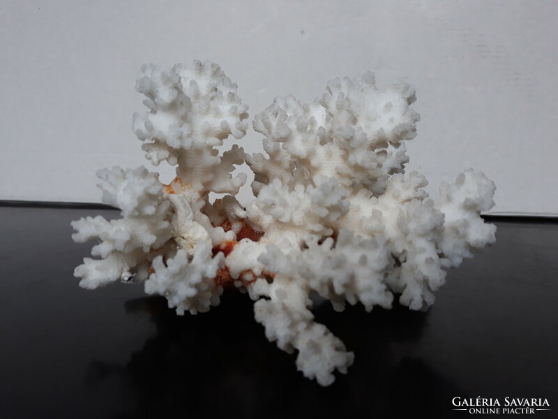 Beautiful white sea coral