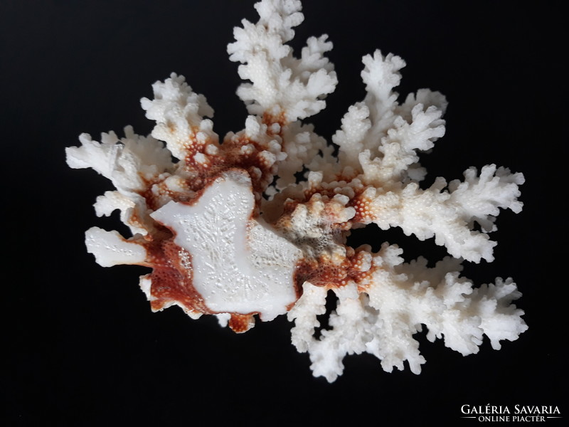 Beautiful white sea coral