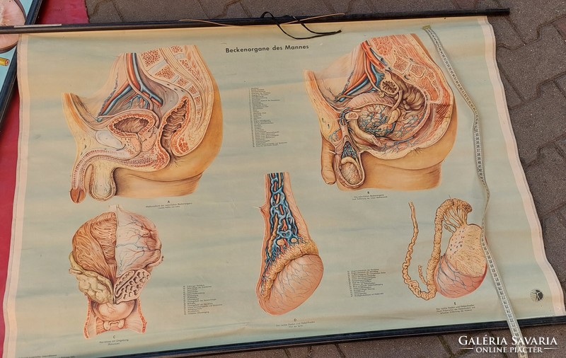 Anatómia 2 plakát, oktatási segédeszköz