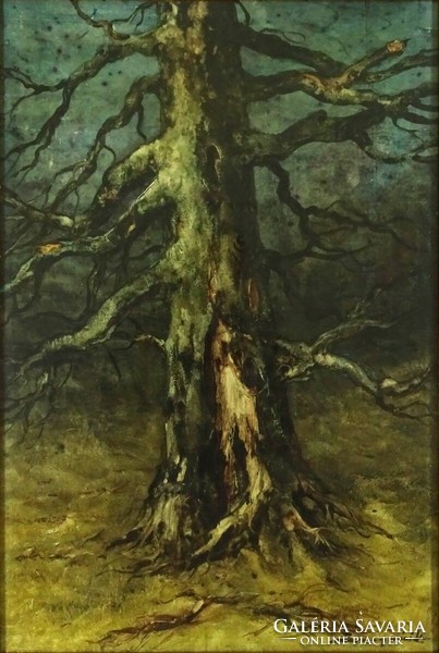 1Q652 Károly Szegvár: old tree