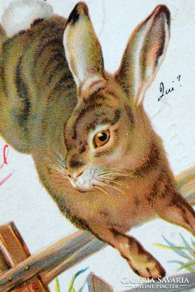 Antique litho greeting card bunny from 1905