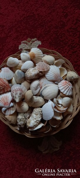 Tengeri kagyló-csiga Tunéziából + ajándék kagylók